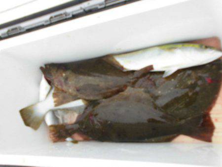 大進丸（愛知） 釣果