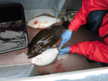 大進丸（愛知） 釣果