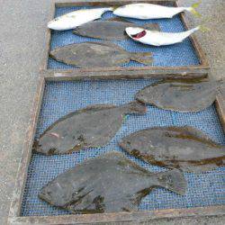 大進丸（愛知） 釣果