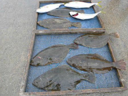 大進丸（愛知） 釣果