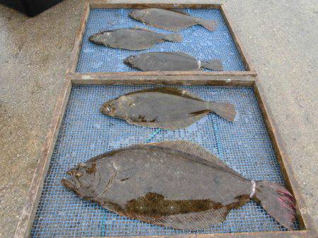 大進丸（愛知） 釣果