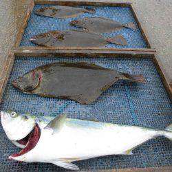 大進丸（愛知） 釣果