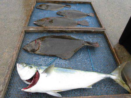 大進丸（愛知） 釣果