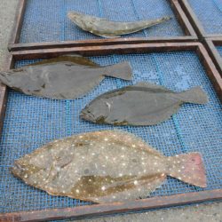 大進丸（愛知） 釣果