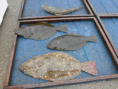 大進丸（愛知） 釣果