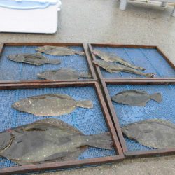 大進丸（愛知） 釣果