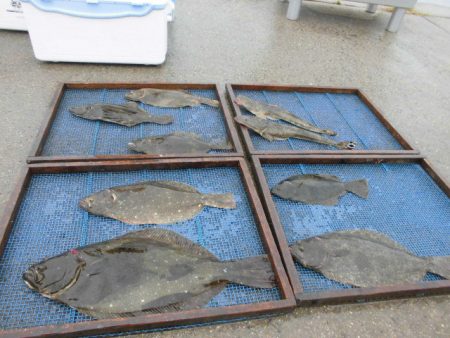 大進丸（愛知） 釣果