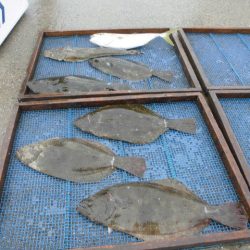 大進丸（愛知） 釣果