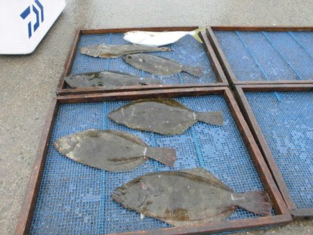 大進丸（愛知） 釣果