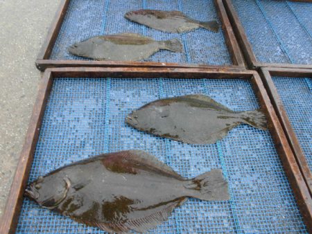 大進丸（愛知） 釣果