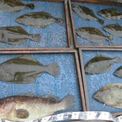 大進丸（愛知） 釣果