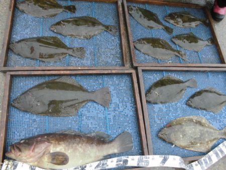 大進丸（愛知） 釣果