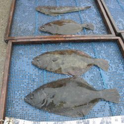 大進丸（愛知） 釣果