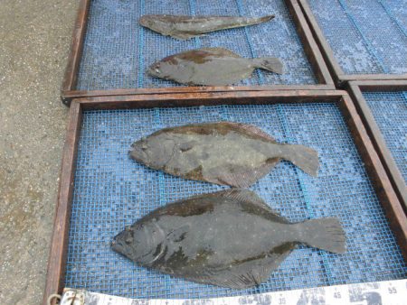 大進丸（愛知） 釣果