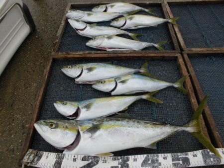 大進丸（愛知） 釣果