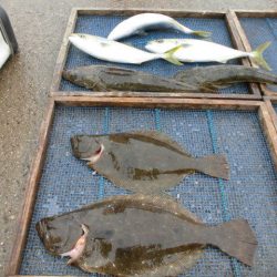 大進丸（愛知） 釣果