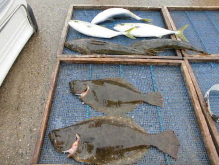 大進丸（愛知） 釣果