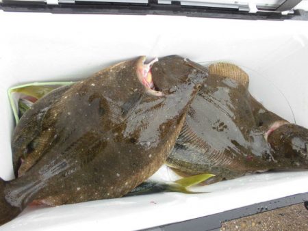 大進丸（愛知） 釣果