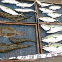 大進丸（愛知） 釣果