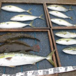 大進丸（愛知） 釣果