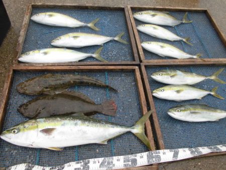 大進丸（愛知） 釣果