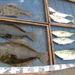 大進丸（愛知） 釣果