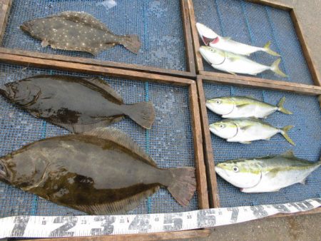 大進丸（愛知） 釣果