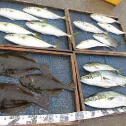 大進丸（愛知） 釣果