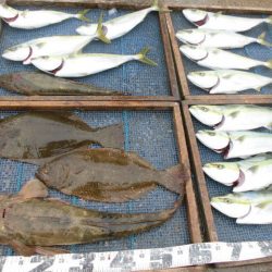 大進丸（愛知） 釣果