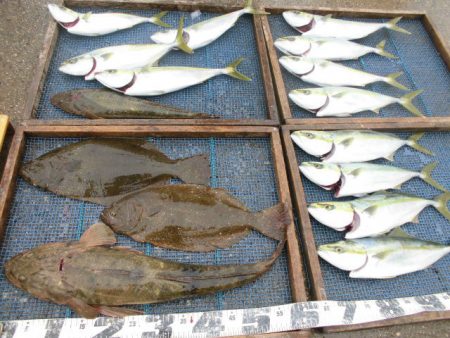 大進丸（愛知） 釣果