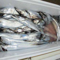 大進丸（愛知） 釣果