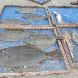 大進丸（愛知） 釣果