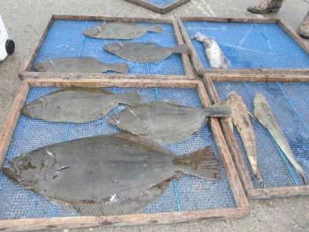 大進丸（愛知） 釣果