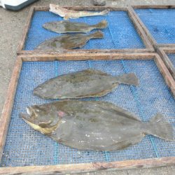 大進丸（愛知） 釣果