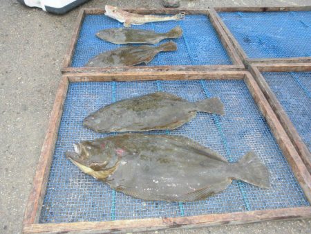 大進丸（愛知） 釣果