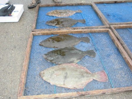 大進丸（愛知） 釣果