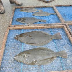 大進丸（愛知） 釣果