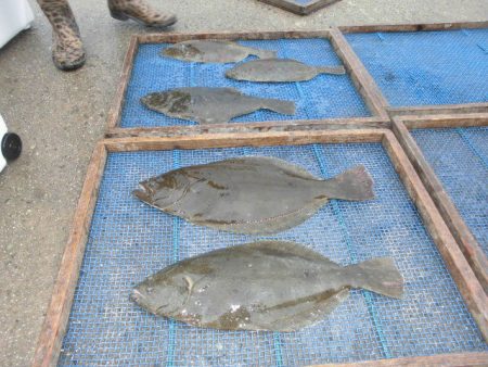 大進丸（愛知） 釣果