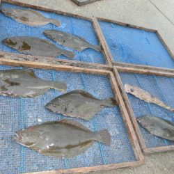 大進丸（愛知） 釣果