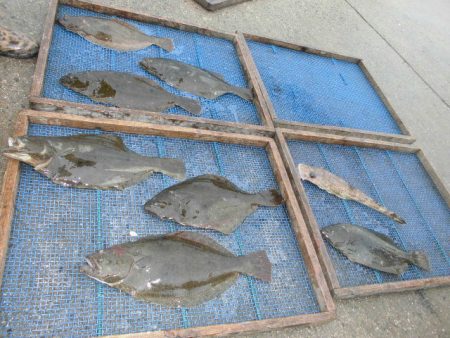 大進丸（愛知） 釣果