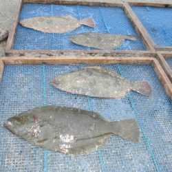 大進丸（愛知） 釣果