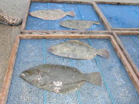 大進丸（愛知） 釣果