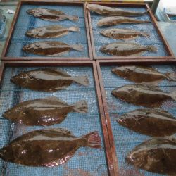 大進丸（愛知） 釣果