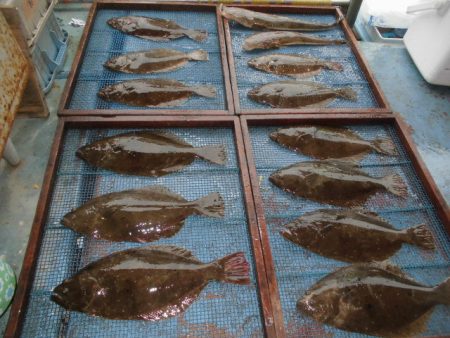 大進丸（愛知） 釣果