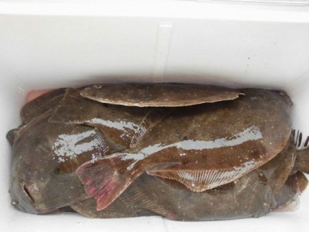 大進丸（愛知） 釣果