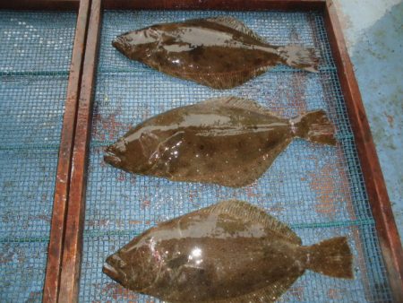 大進丸（愛知） 釣果