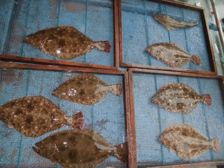 大進丸（愛知） 釣果