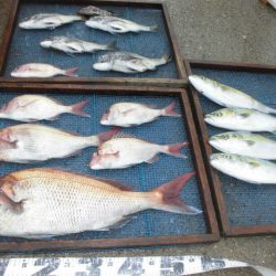 大進丸（愛知） 釣果