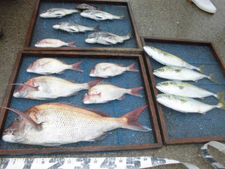 大進丸（愛知） 釣果