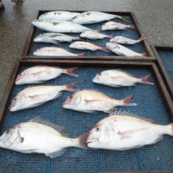 大進丸（愛知） 釣果